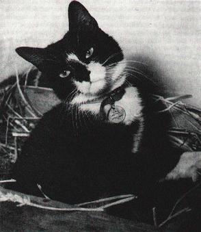 Kisah Kucing Simon HMS Amethyst: Garis Depan Bulu di Tengah Insiden Sungai Yangtze 1949