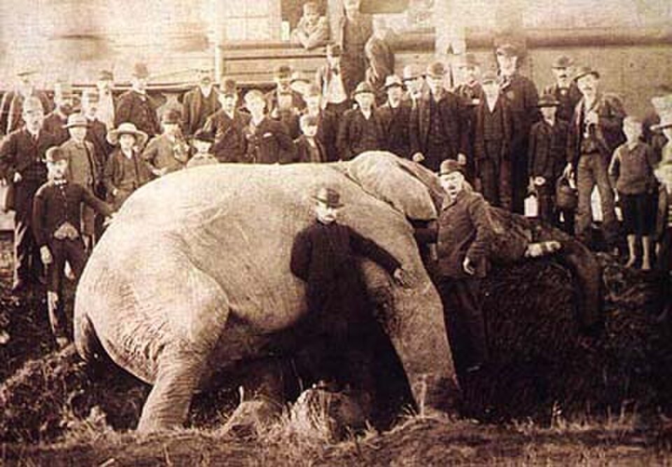 Jumbo setelah ditabrak lokomotif pada tanggal 15 September 1885, di St. Thomas, Ontario.