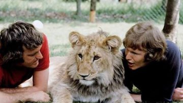 Tragedi dan Air Mata: Kisah Nyata Gajah Jumbo dan Matthew Scott yang Mengguncang Sejarah Dunia
