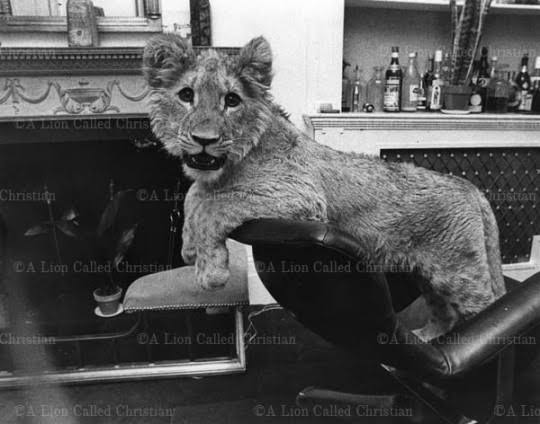 christian lion