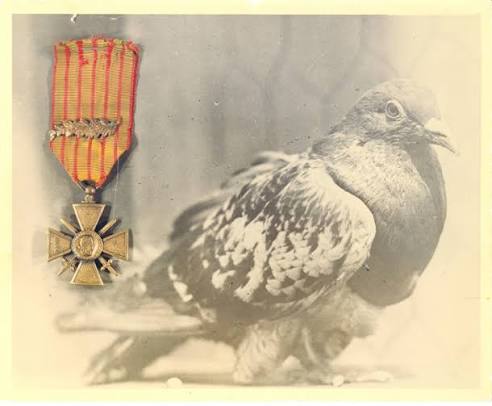 Foto lawas burung merpati Cher Ami yang disandingkan dengan medali militer Croix de Guerre Prancis.