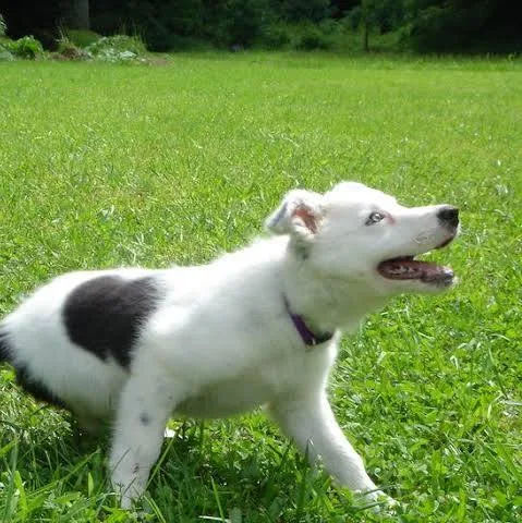 chaser dog
