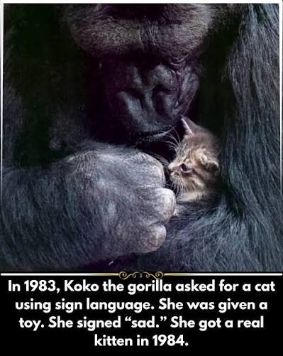 Foto close-up gorila Koko yang sedang memeluk anak kucing kecil dengan sangat lembut. Di bagian bawah terdapat teks bahasa Inggris yang menceritakan bahwa Koko meminta kucing menggunakan bahasa isyarat pada tahun 1983, sempat diberi mainan lalu berisyarat 'sedih', hingga akhirnya mendapatkan anak kucing asli pada tahun 1984.