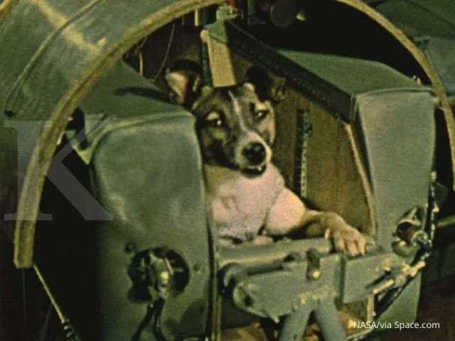 Anjing Laika di dalam modul kapsul Sputnik 2 misi luar angkasa Uni Soviet 1957