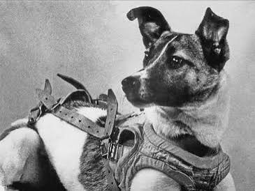anjing laika uni soviet