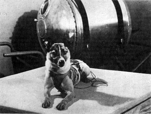 laika uni soviet