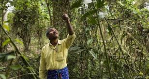 foto asli jadav payeng sang penanam pohon dari india