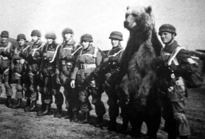 Momen sejarah beruang Wojtek berdiri tegak sejajar dengan barisan pasukan militer